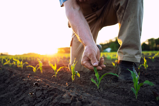 The Future of Farming: Why Organic and Biological Inputs Are Game Changers